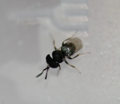 Trissolcus