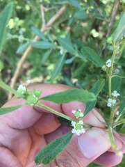 Lippia turbinata