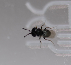 Trissolcus