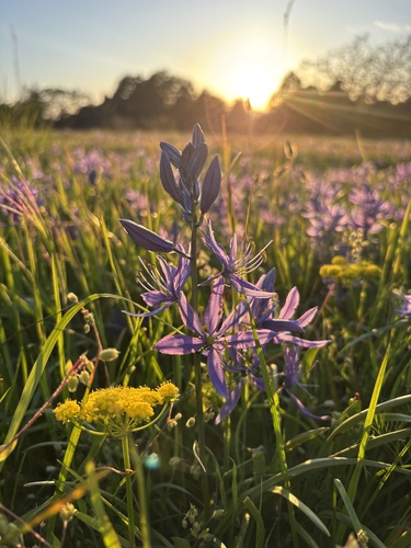 Camassia quamash