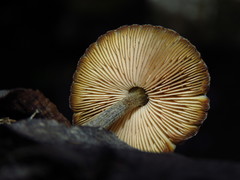 Pluteus jaffuelii