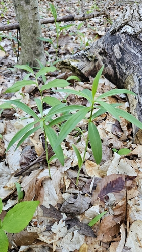 Canada lily