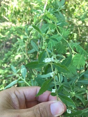Lippia turbinata