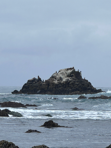 iNaturalist observation photo of Steller Sea Lion