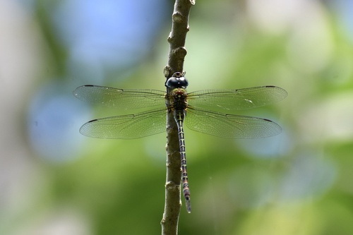 Blue-faced Darner