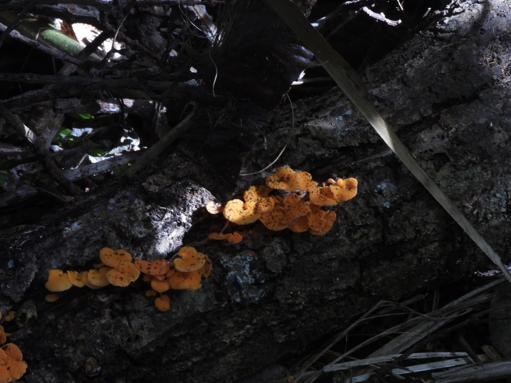 Favolaschia claudopus · April 2026 · photo: © pampasorro (iNaturalist, cc-by)