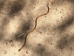 Tantilla hobartsmithi