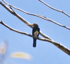 Brachygalba lugubris