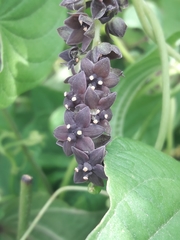 Dioscorea megalantha