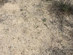 Eriophyllum multicaule