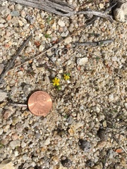 Eriophyllum multicaule