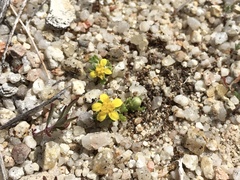 Eriophyllum multicaule