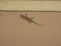 Tarentola mauritanica