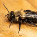 Andrena carlini - Photo (c) Max McCarthy,  זכויות יוצרים חלקיות (CC BY-NC), הועלה על ידי Max McCarthy