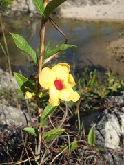 Mandevilla scabra