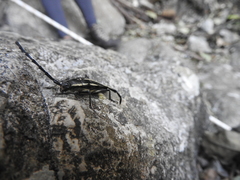 Sphaenothecus trilineatus