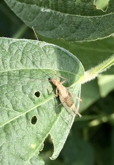 Oecanthus pictus