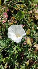 Operculina pinnatifida