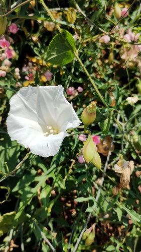 Operculina pinnatifida, photograph 2
