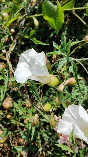 Operculina pinnatifida, photograph 3