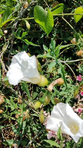 Operculina pinnatifida, photograph 4