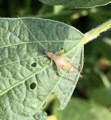 Oecanthus pictus