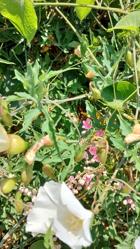Operculina pinnatifida, photograph 5