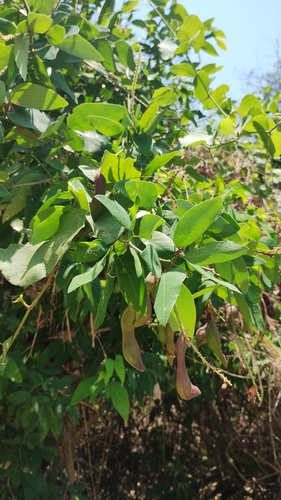 Pithecellobium lanceolatum, photograph 5