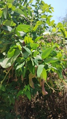 Pithecellobium lanceolatum, photograph (c) Carlos Domínguez-Rodríguez, some rights reserved (CC BY)