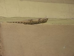 Tarentola mauritanica