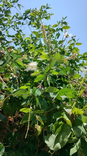 Pithecellobium lanceolatum, photograph 6