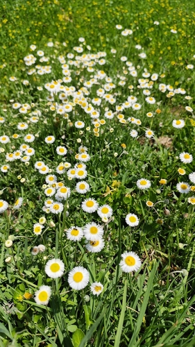 Erigeron longipes, photograph 1