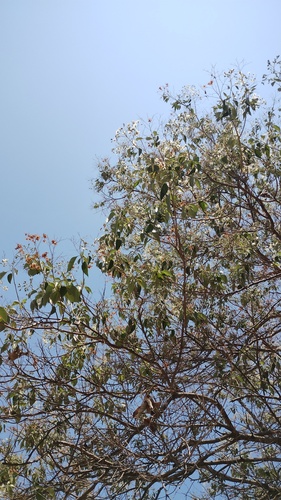 Cordia elaeagnoides, 2026-04-25
