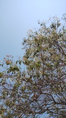 Cordia elaeagnoides