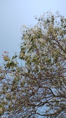 Cordia elaeagnoides, photograph (c) Carlos Domínguez-Rodríguez, some rights reserved (CC BY)