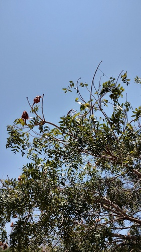 Foto de Swietenia humilis