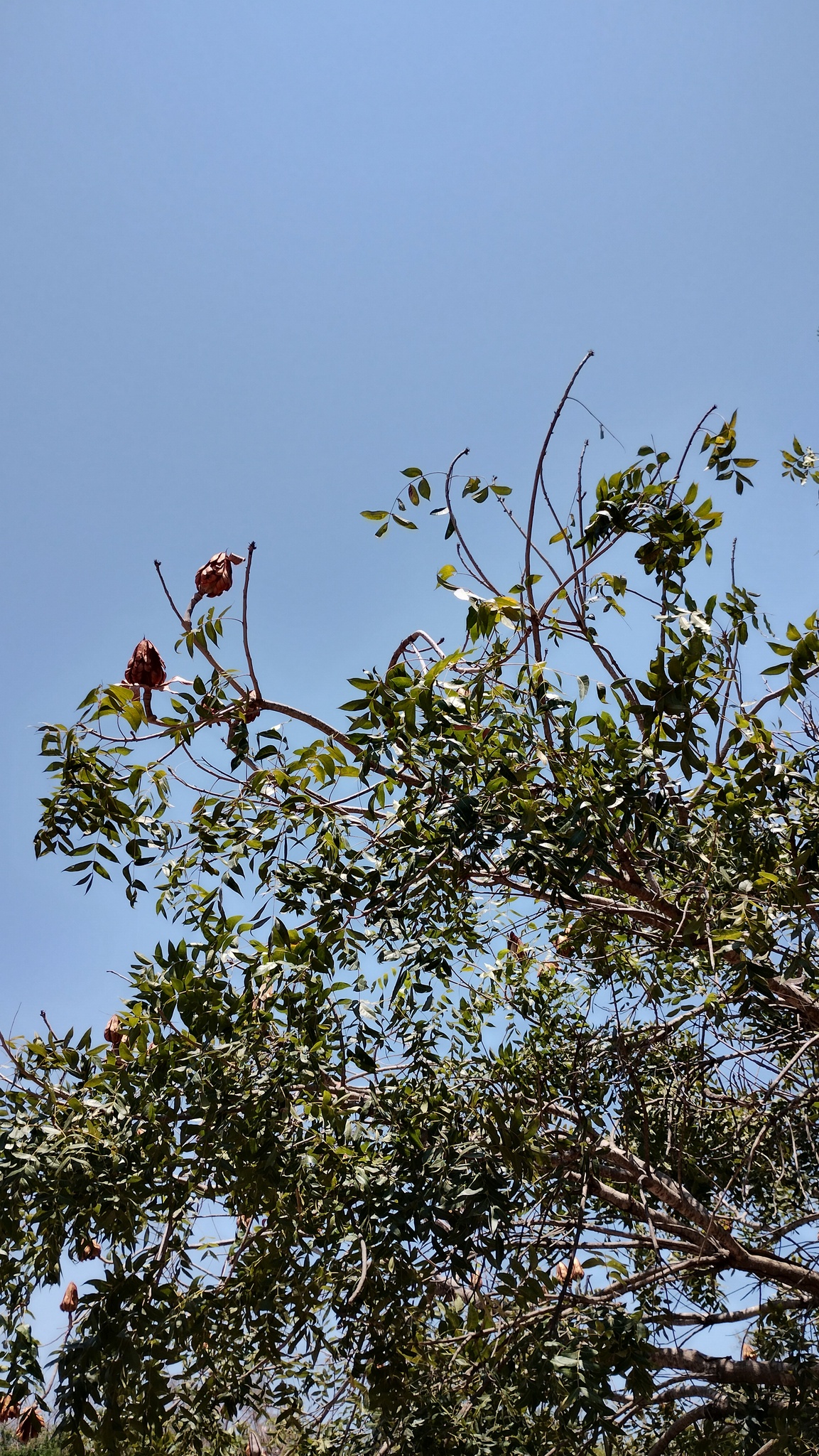 Imagem de Swietenia humilis
