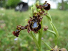 Ophrys speculum speculum