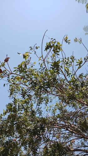 Foto de Swietenia humilis