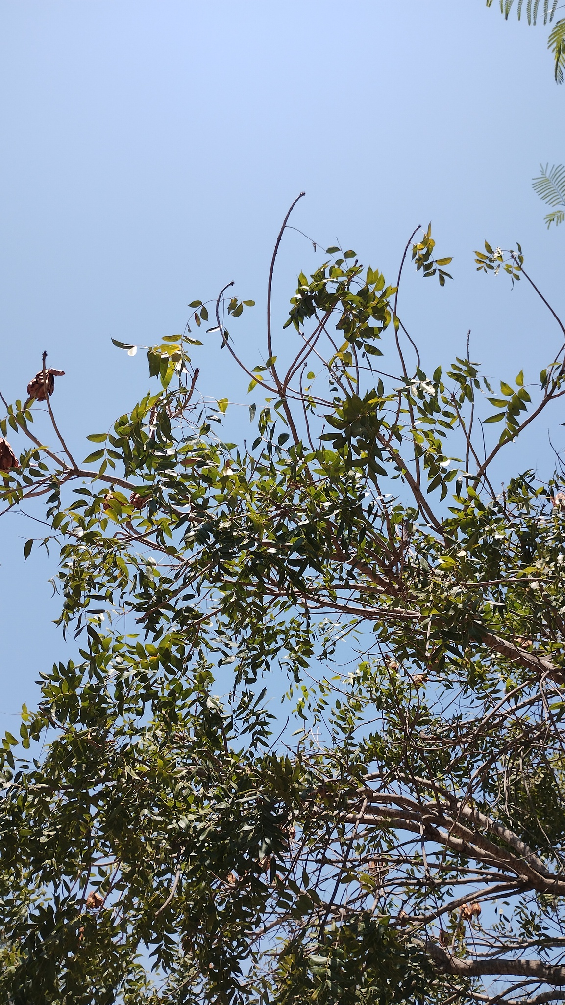Imagem de Swietenia humilis