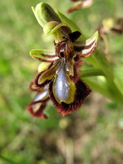 Ophrys speculum speculum