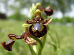 Ophrys speculum speculum