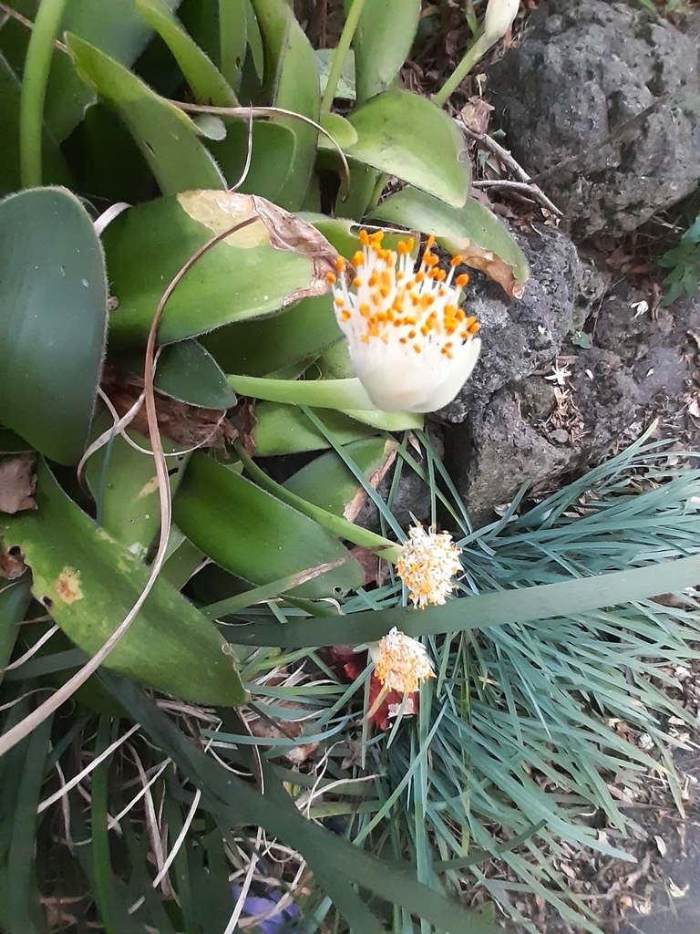 Гемантус — Haemanthus albiflos