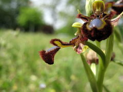 Ophrys speculum speculum