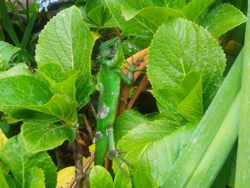 Black-cheek lizard