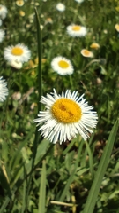 Erigeron longipes, photograph (c) Hugo Juárez, some rights reserved (CC BY)