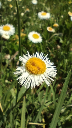 Erigeron longipes, photograph 3