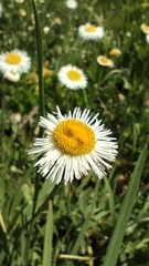 Erigeron longipes, photograph (c) Hugo Juárez, some rights reserved (CC BY)