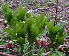 Scopolia carniolica