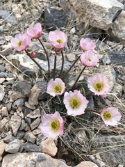 Ranunculus andersonii